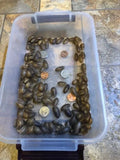 100 Medium Dubia ~ 3/4" to 7/8"