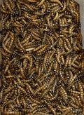 100 - Large Superworms 2"+