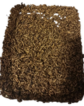200 LARGE Black Soldier Fly Larvae (BSFL)