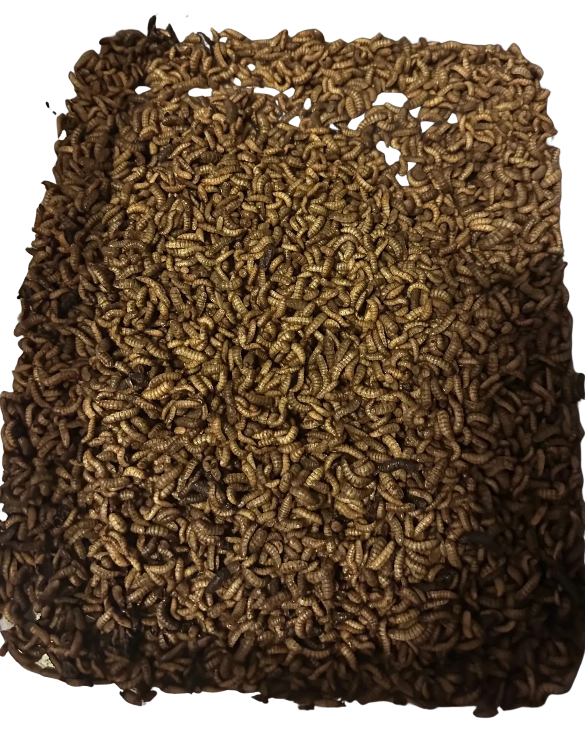 200 LARGE Black Soldier Fly Larvae (BSFL)