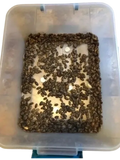 100 Small Dubia ~ 1/2" to 5/8"