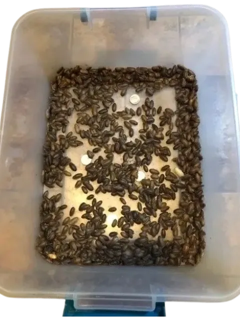100 Small Dubia ~ 1/2" to 5/8"